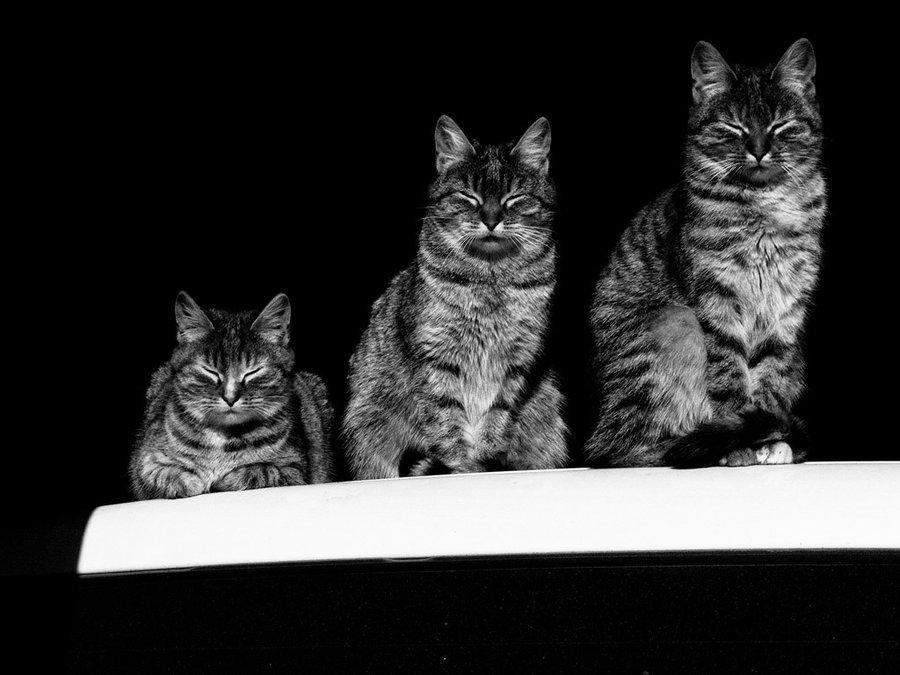Cat amv