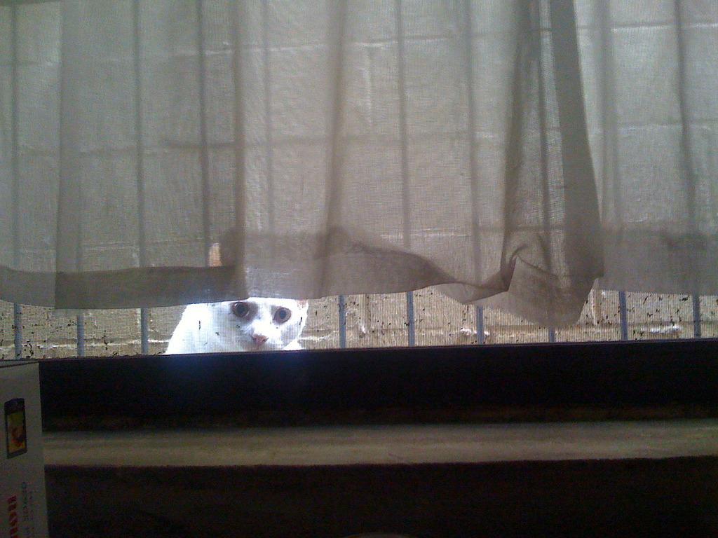 Cat an5
