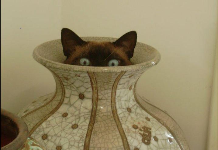 Cat an9