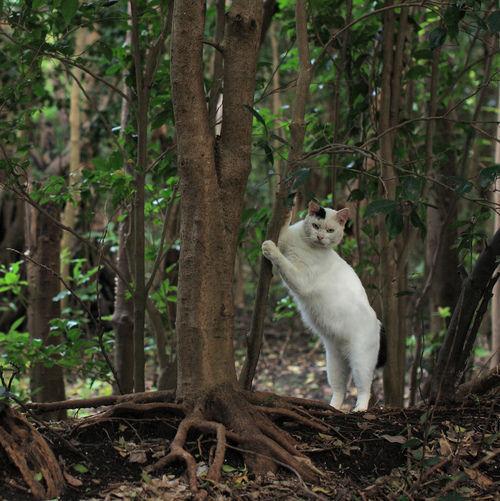 Cat ana