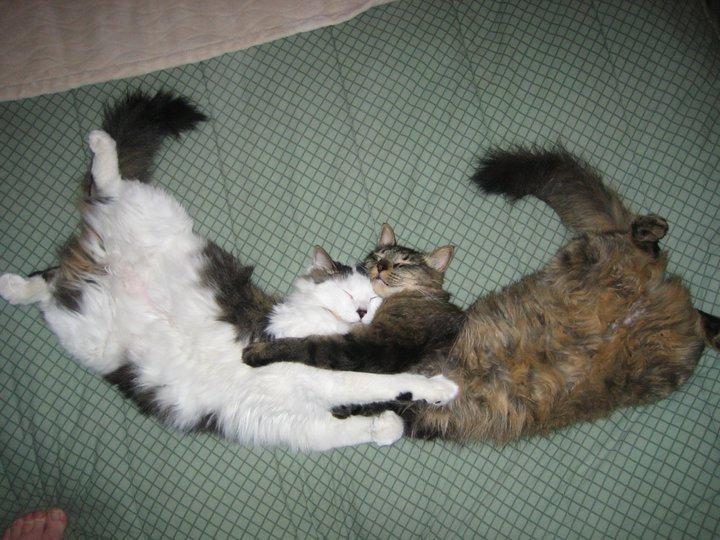 Cat anb