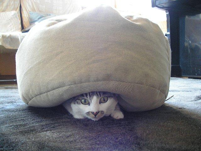 Cat and