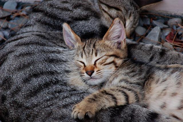 Cat ane