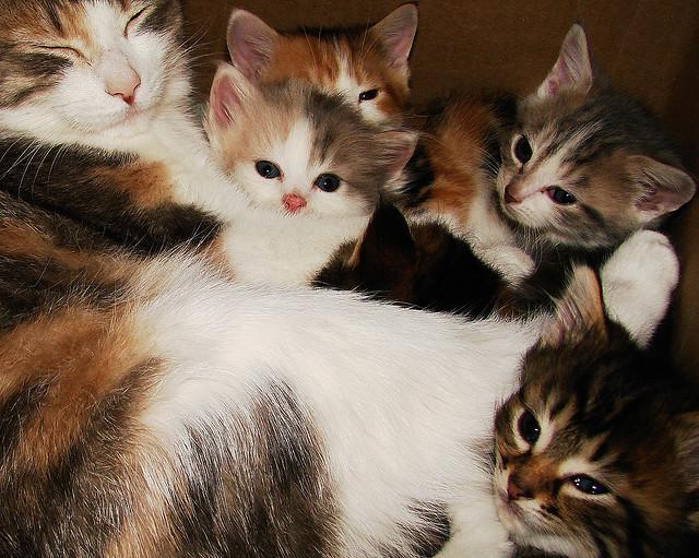 Cat anf