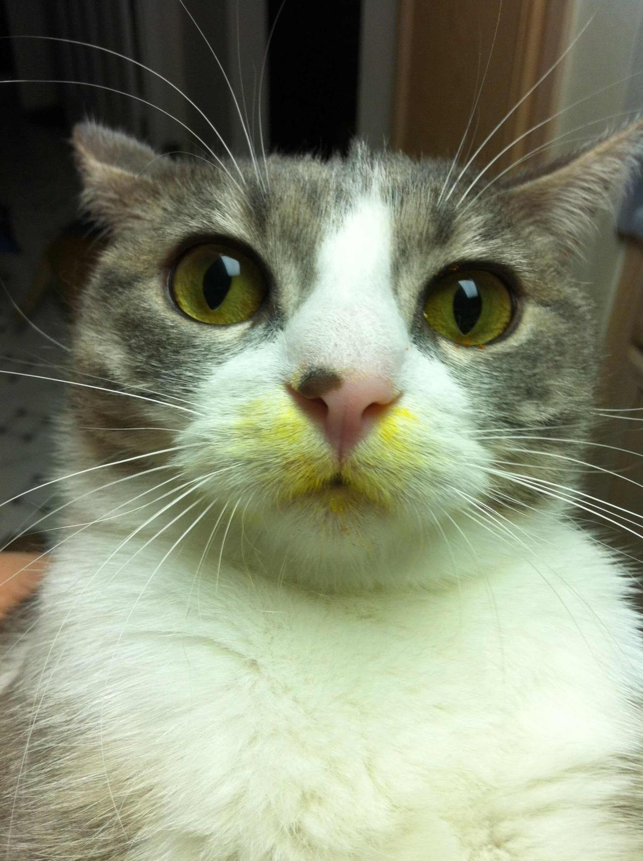 Cat ani