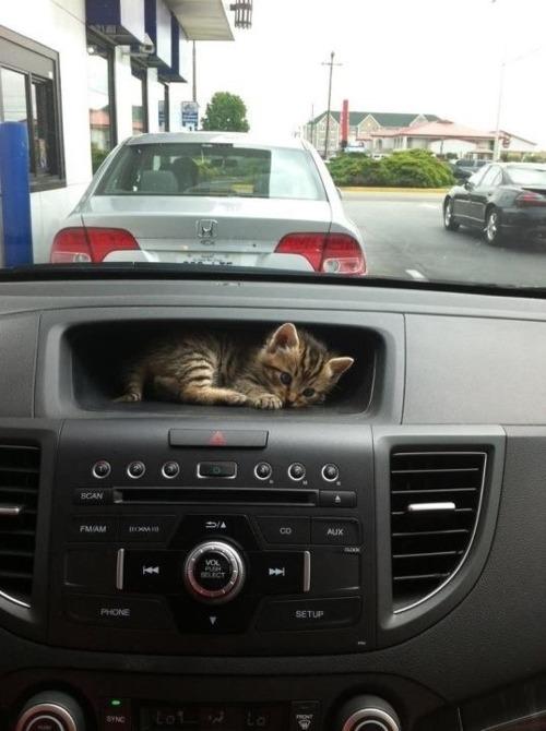 Cat anj