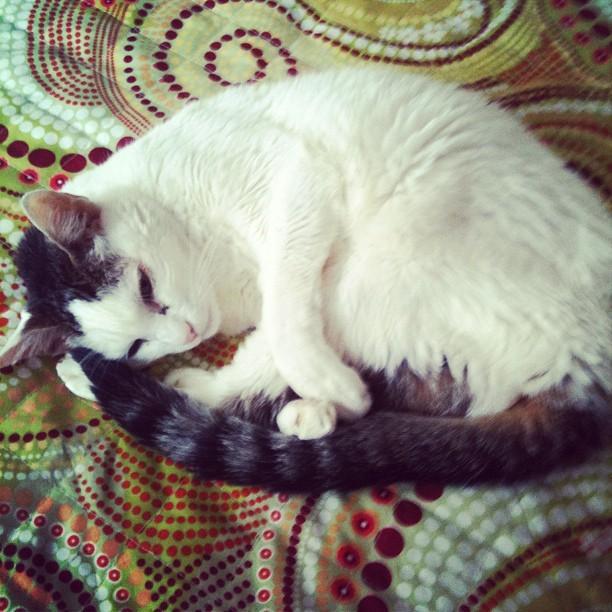 Cat anm