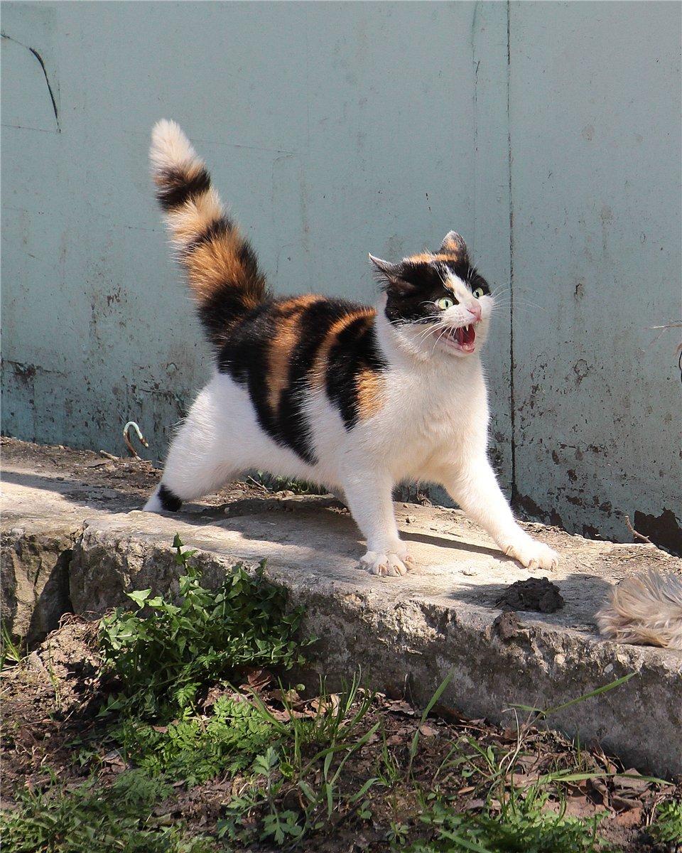 Cat anv