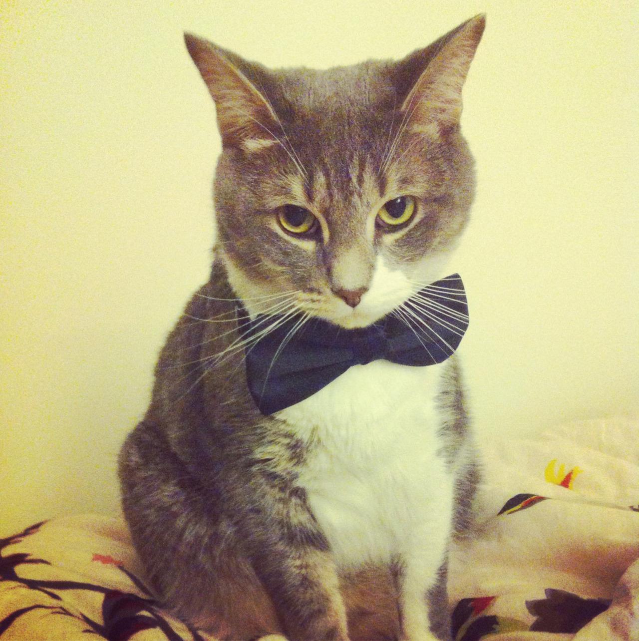 Cat ao1