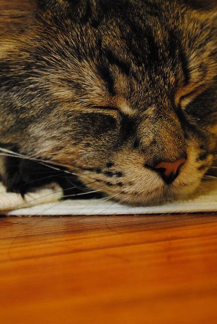 Cat aoe