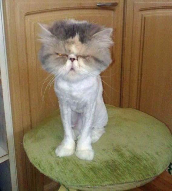 Cat aom