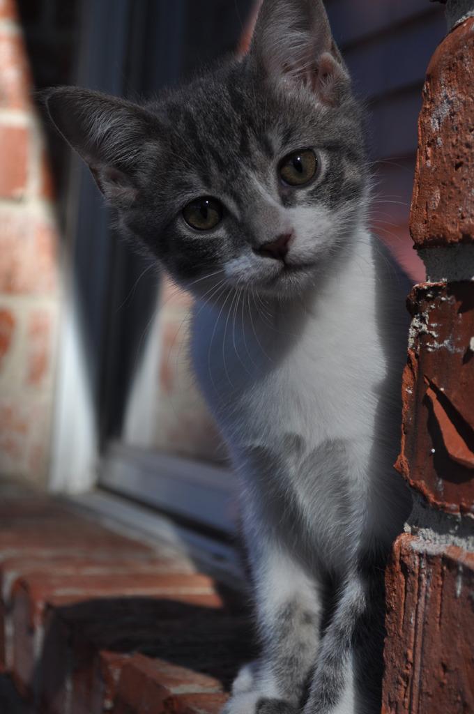 Cat ap0