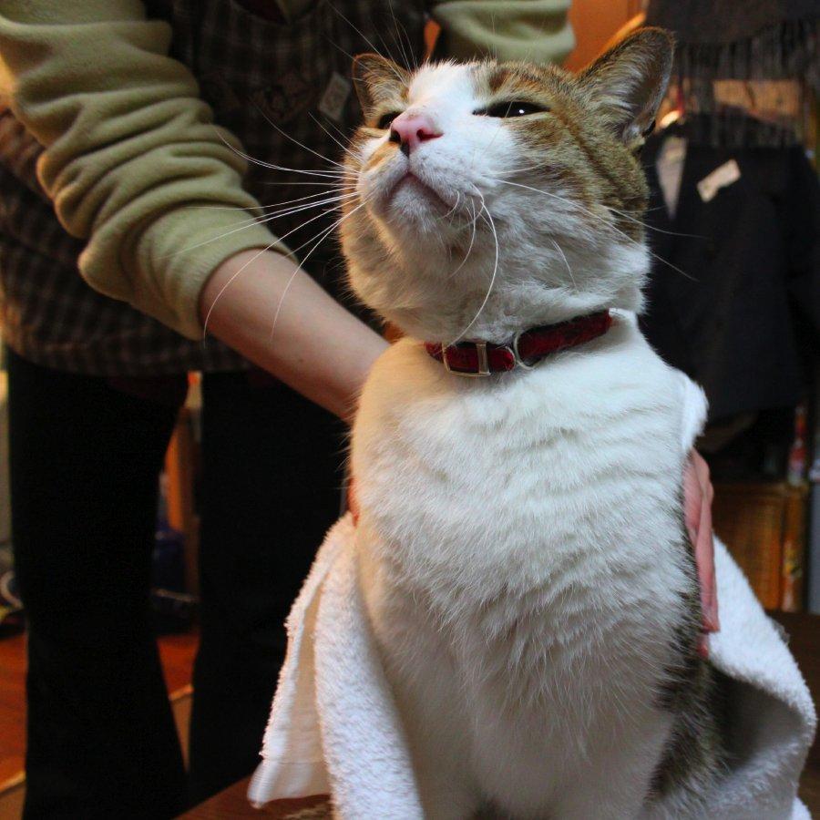 Cat ap1