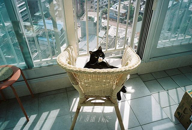 Cat ap4