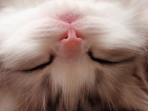 Cat ap5