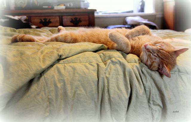 Cat ap7