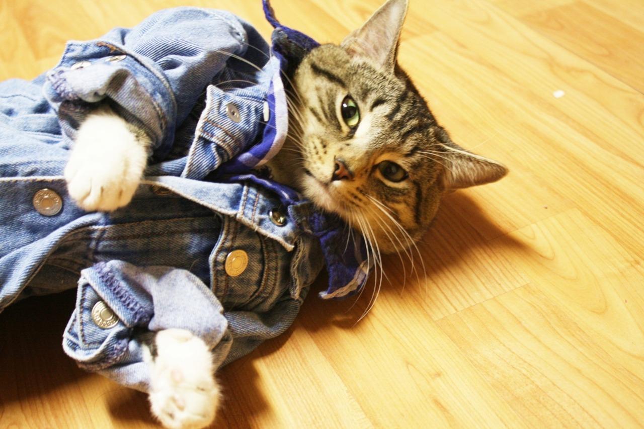 Cat apd
