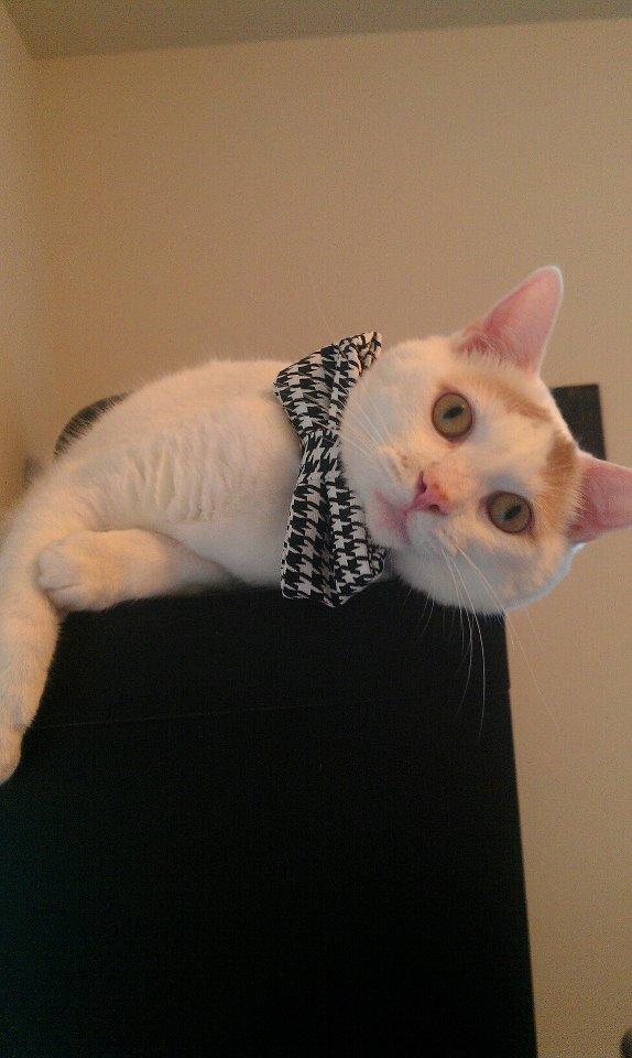 Cat apf