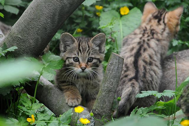 Cat apg
