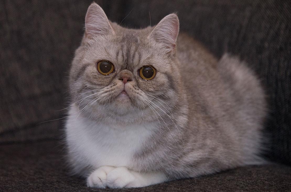 Cat apl8POz9w