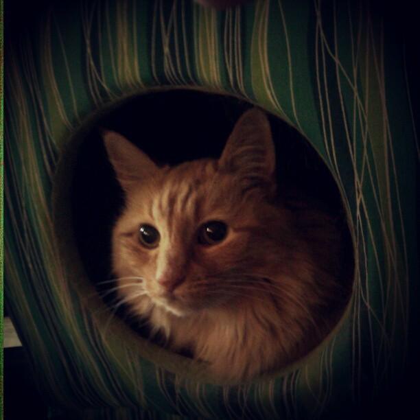 Cat apo