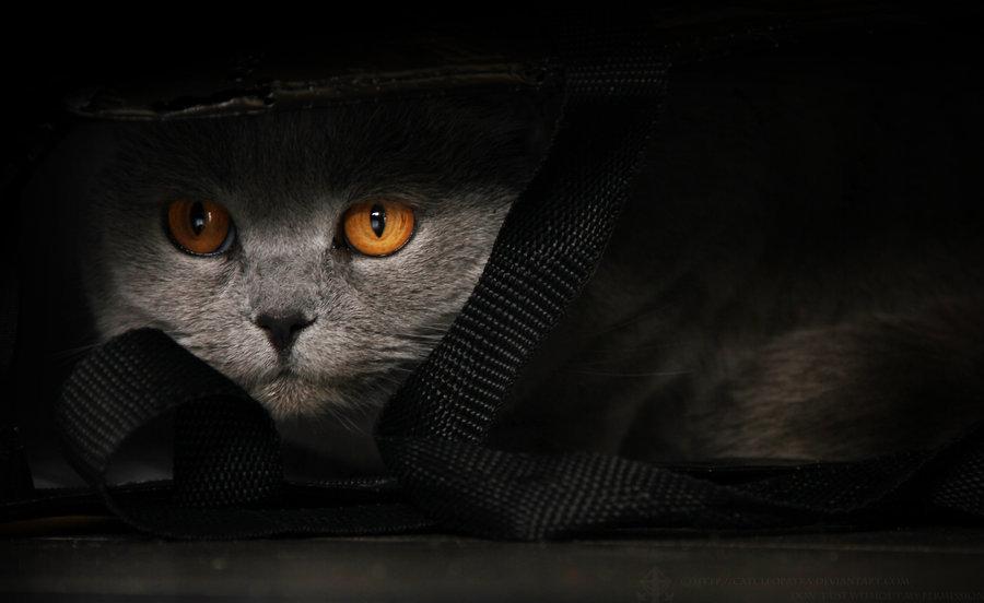Cat apr