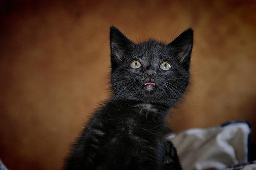 Cat apt