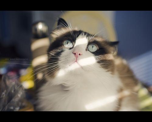 Cat aq3