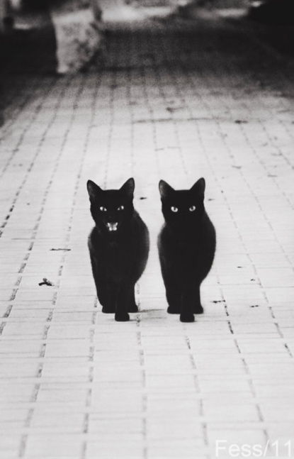 Cat aq6