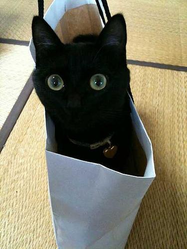 Cat aqa