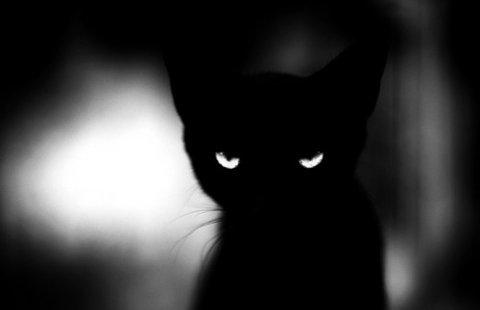Cat aqb