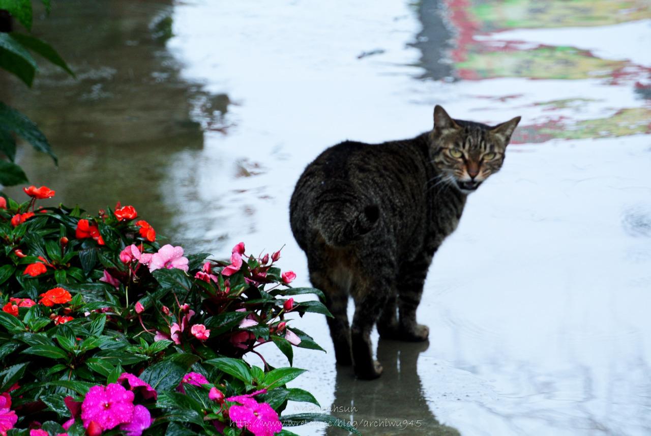 Cat aqc