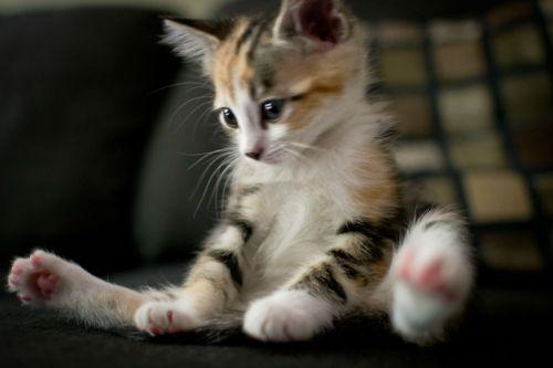 Cat aqd