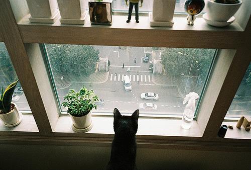 Cat aqf