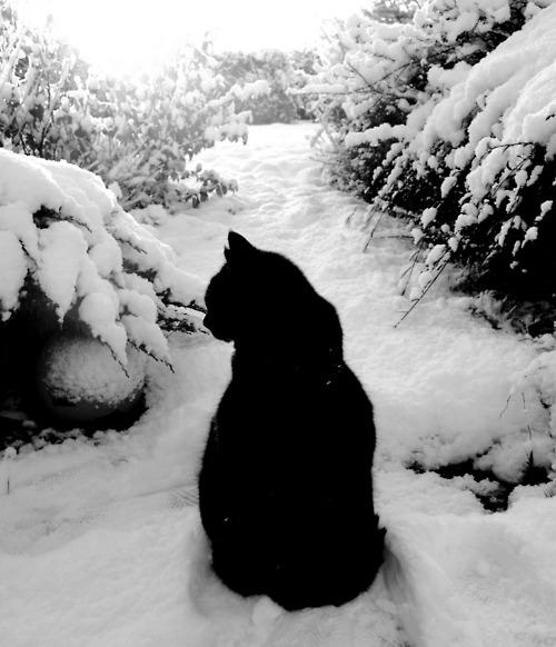 Cat aqg