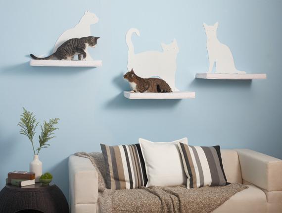 Cat aqk