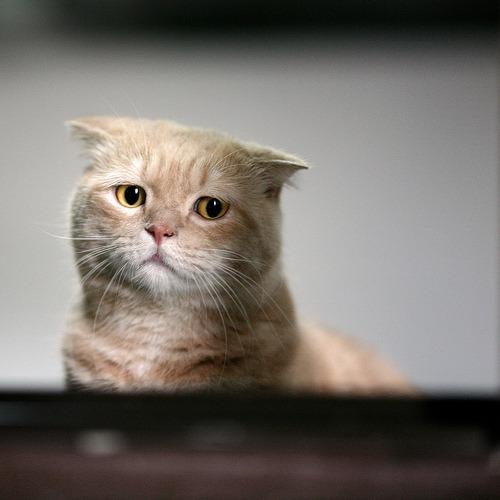 Cat aqm