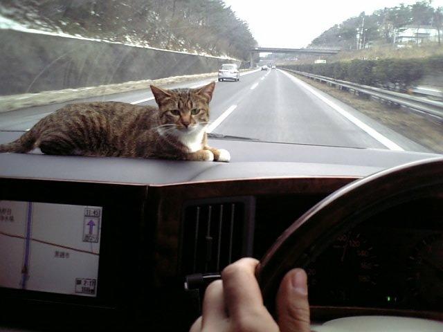 Cat aqo