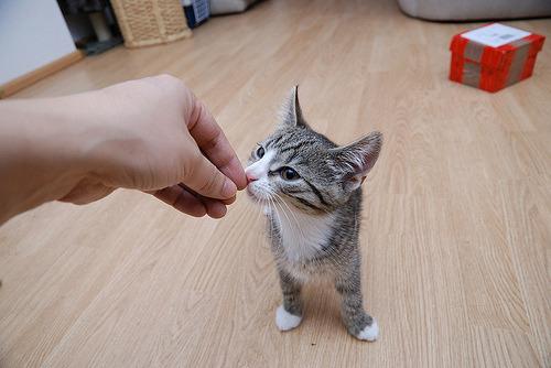 Cat aqp