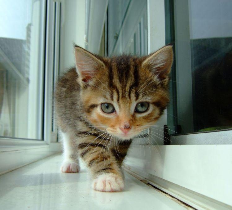 Cat aqt