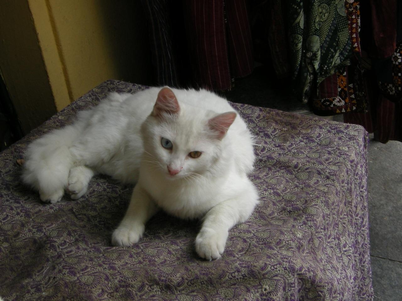 Cat ar3