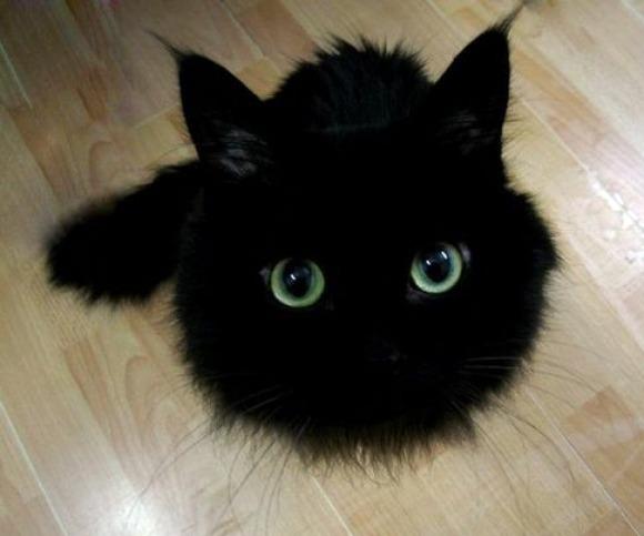 Cat ar8