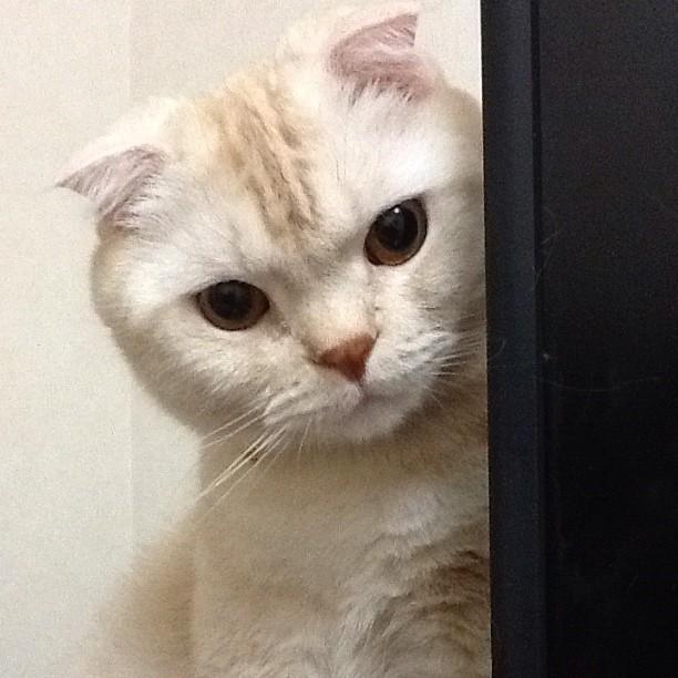 Cat are