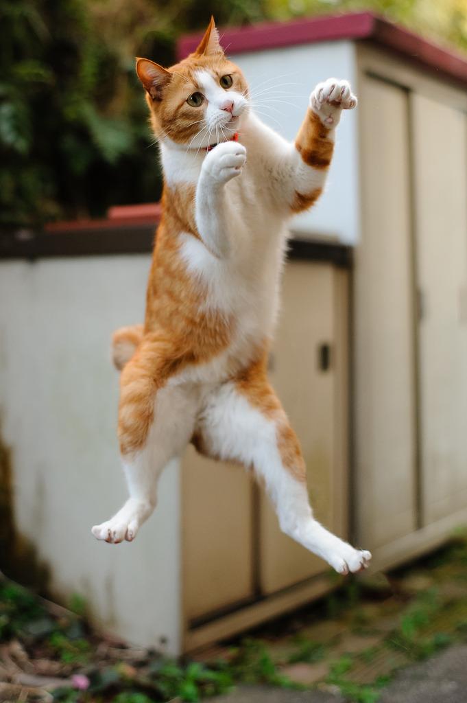 Cat arf