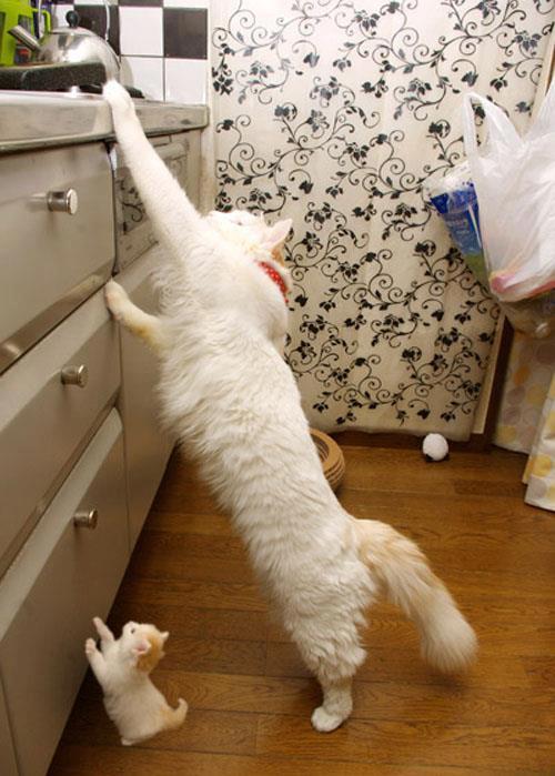Cat arj