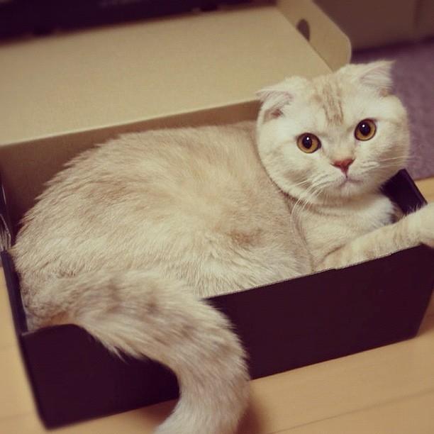 Cat aro