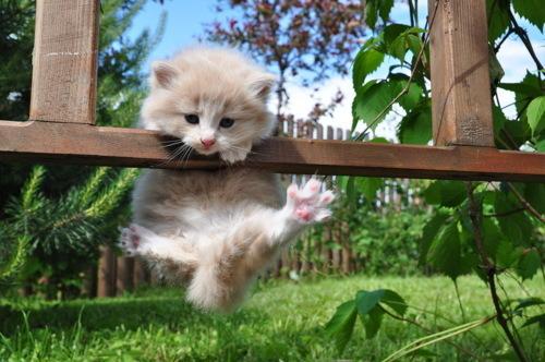 Cat ars