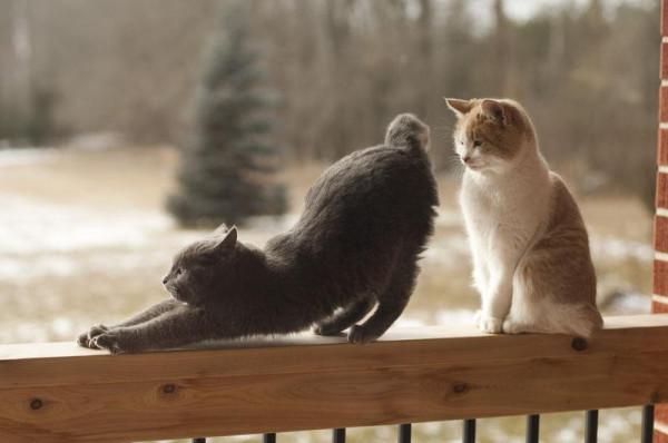 Cat as3
