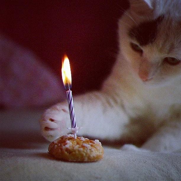 Cat as8