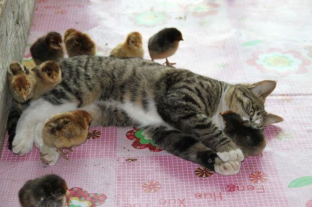 Cat asc